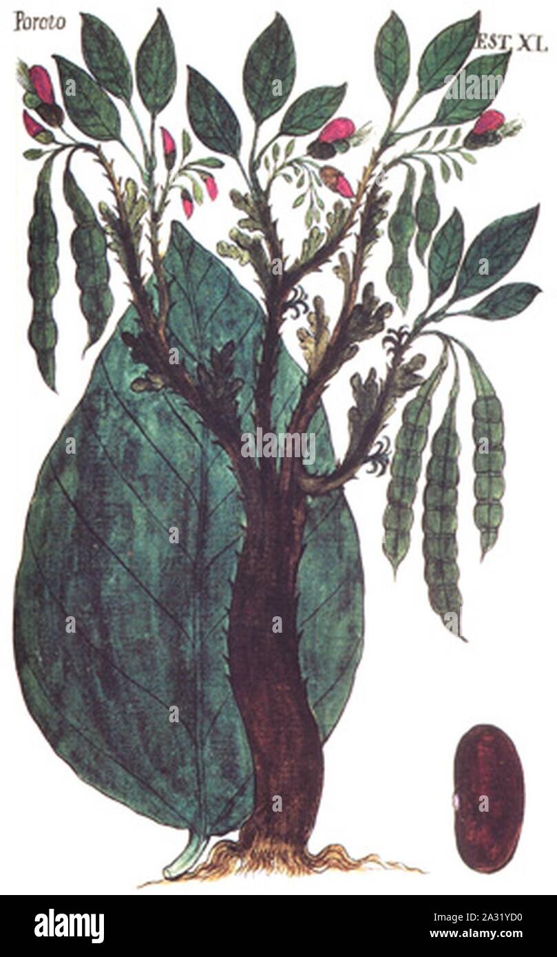 Erythrina edulis ‘Poroto‘ in Codex Martínez Compañon XVIII century. Trujillo del Perú Vol III fol 40. Stock Photo