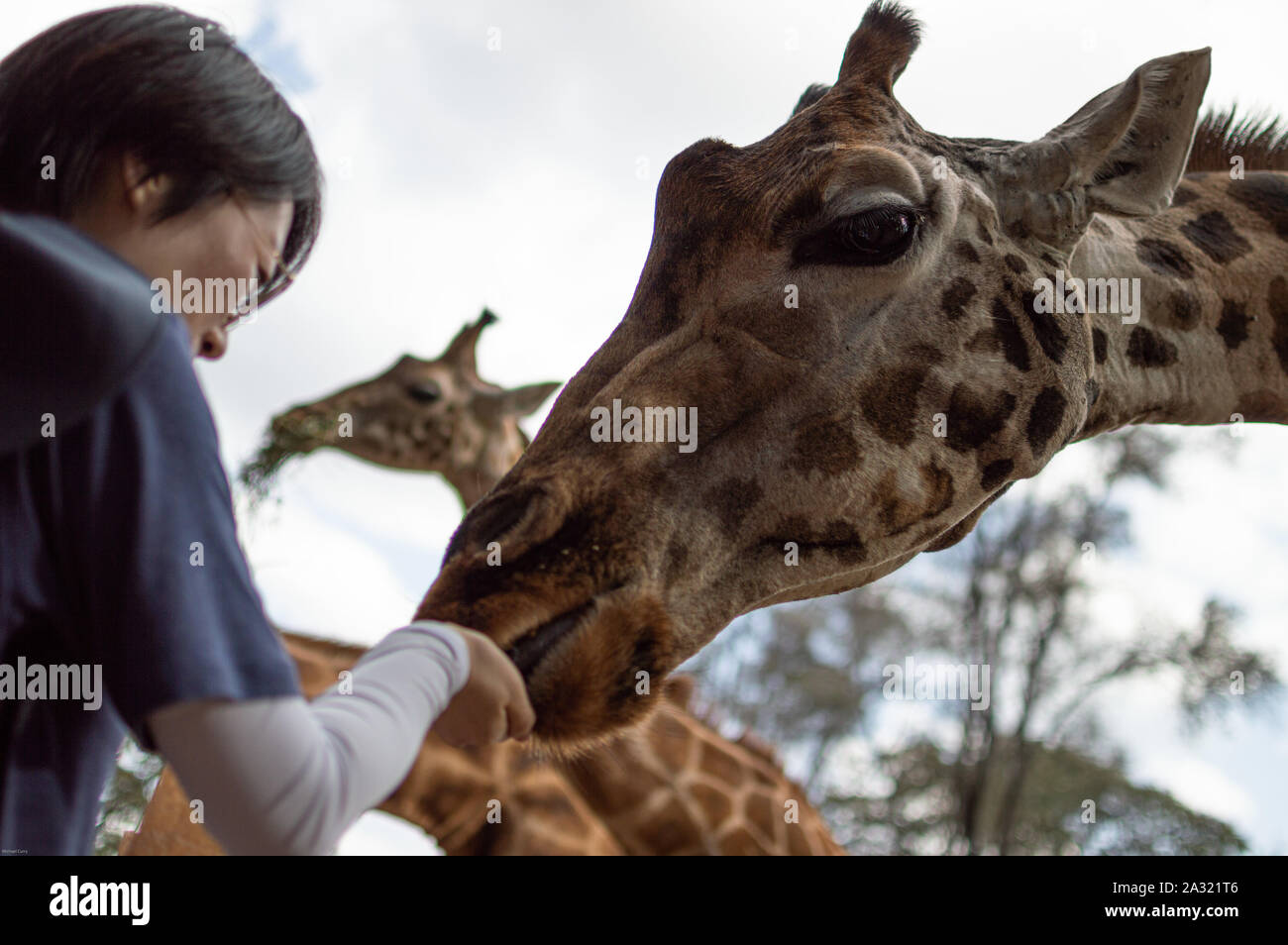 Tourist feeds giraffe Stock Photo - Alamy