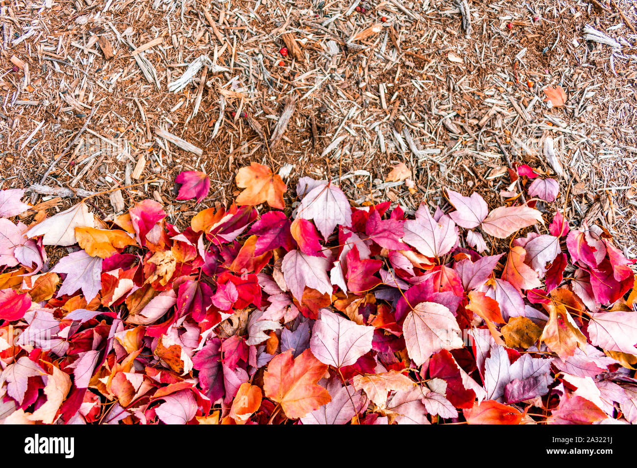 Red Autumn Maple Leaves with Wood Mulch Stock Photo Alamy