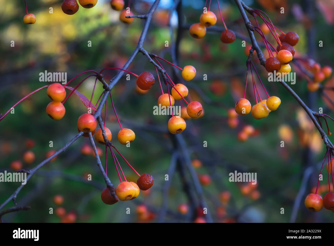 Siberian crab apple Malus baccata red berries hanging on branch. Selective focus and shallow depth of field. Stock Photo