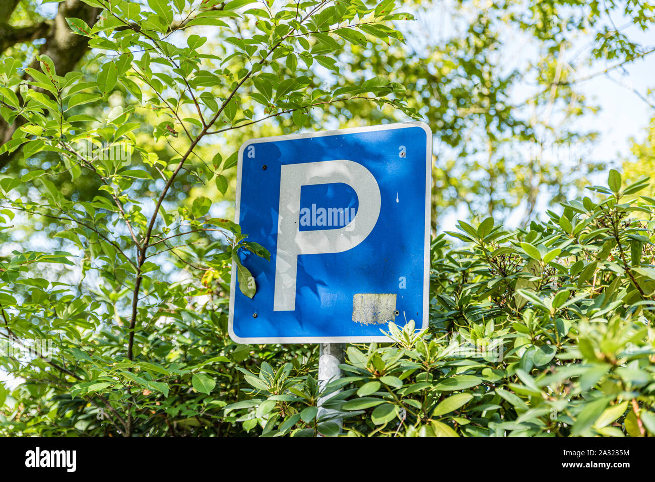 Parking sign big white P on a blue traffic sign Stock Photo