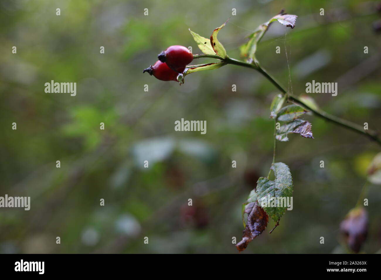 Natural World - Raindrops drooping from berry foliage at Hanningfield Woods. Essex, Britain Stock Photo
