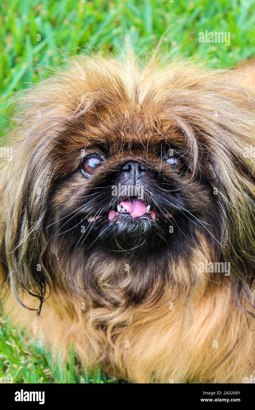 Cute brown long-haired Pekingese dog, adult female. Also known as Pekinese, Beijing Lion Dog or Chinese Spaniel. Purebred, pedigree. Photographed outdoors, green grass in the background. Stock Photo