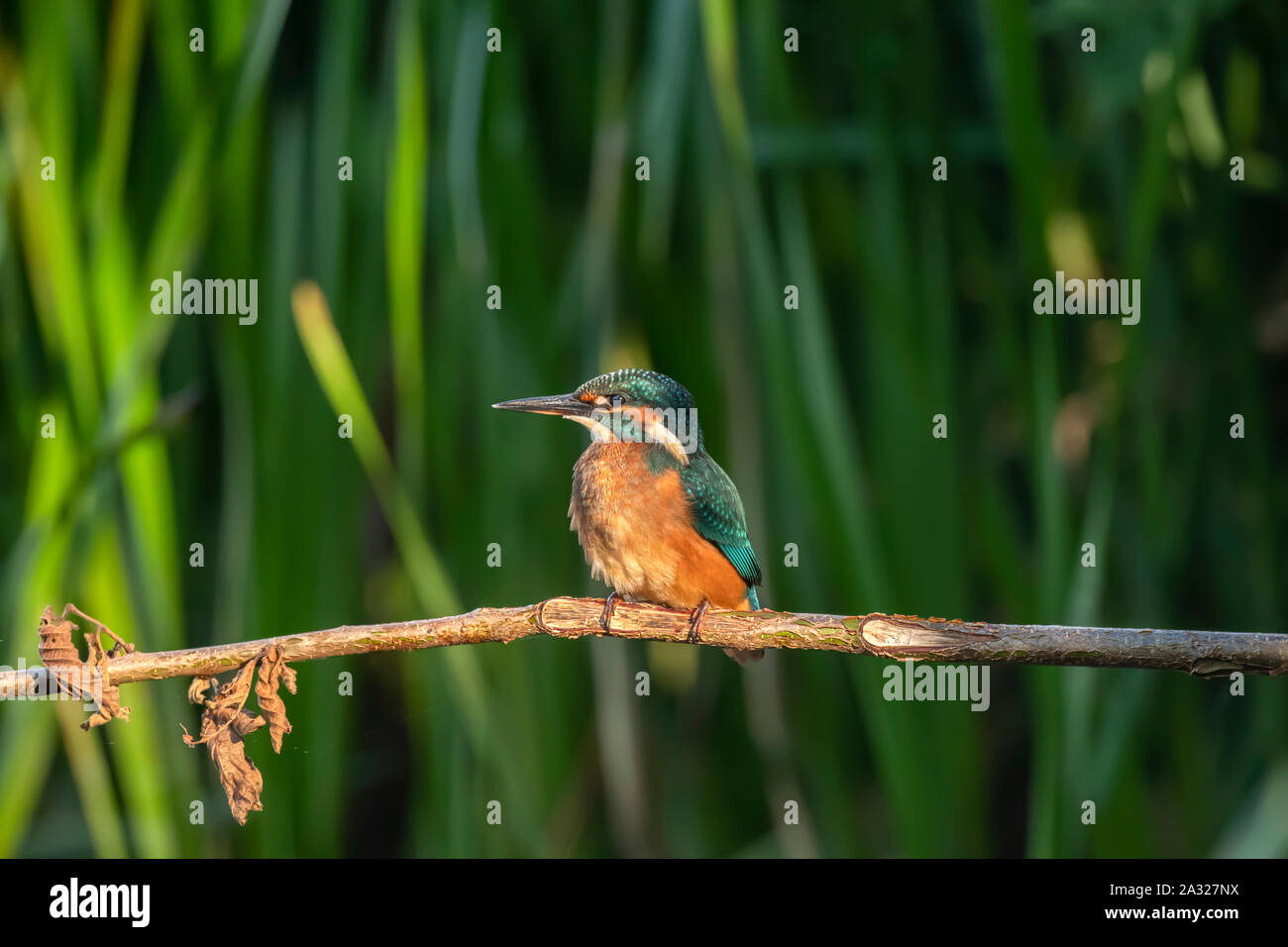 Kingfisher, perched on a branch over a loch, in front of green reeds in scotland, in autumn Stock Photo