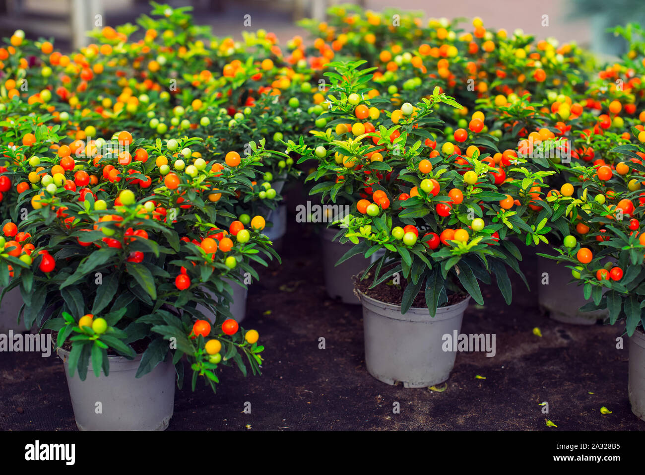 Potted Winter Cherry Plants Or Jerusalem Cherry Solanum Pseudocapsicum Ornamental Plant For Christmas At A Garden Centre Nightshade With Red And Gre Stock Photo Alamy