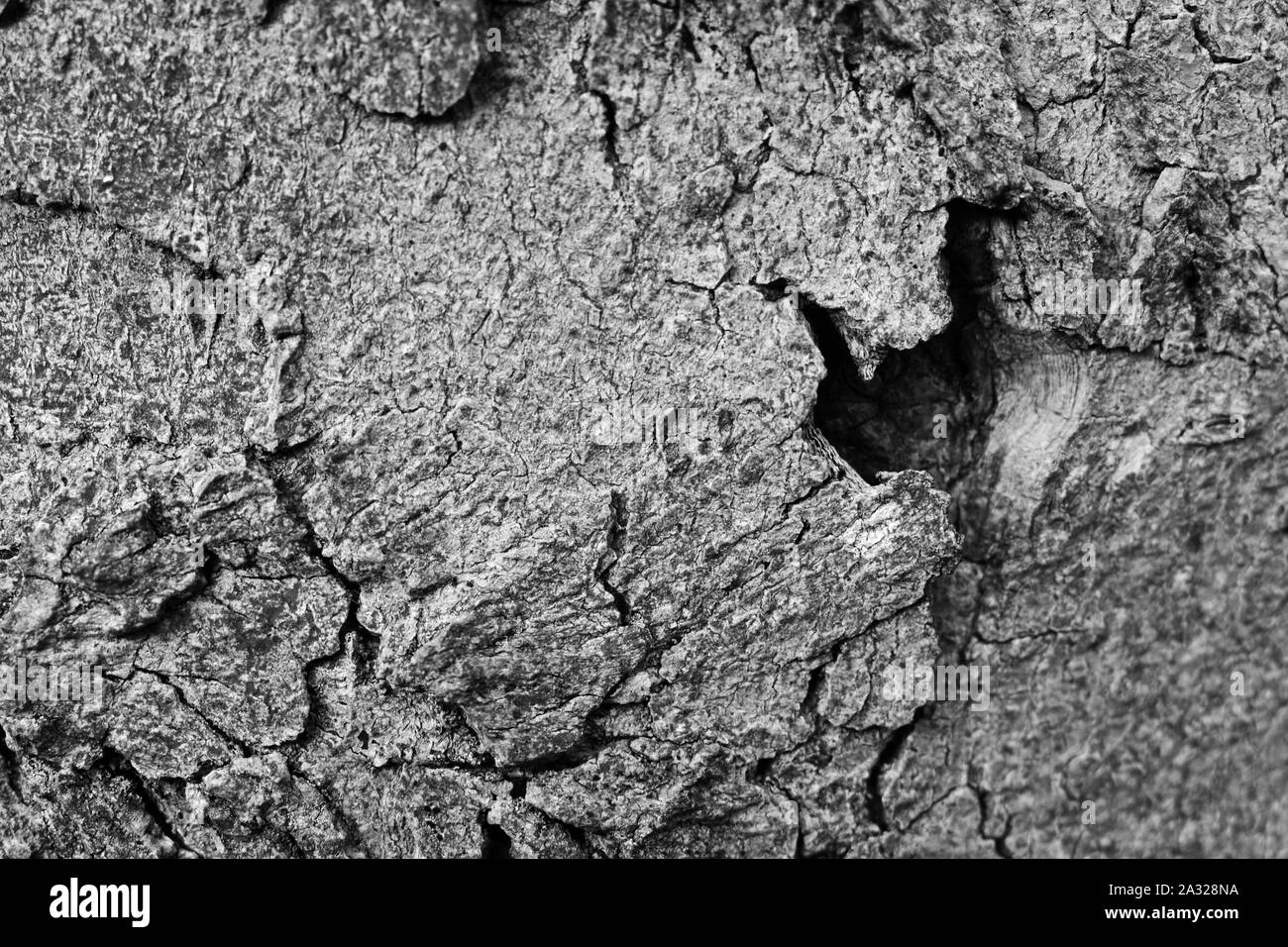 Close up of tree trunk texture in black and white Stock Photo