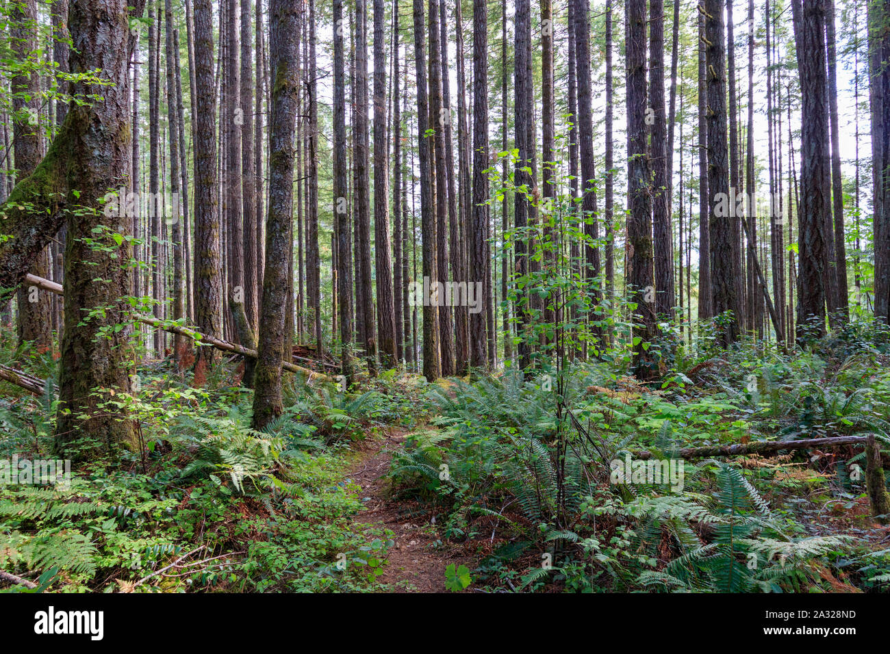 Densely Packed Trees Stock Photo