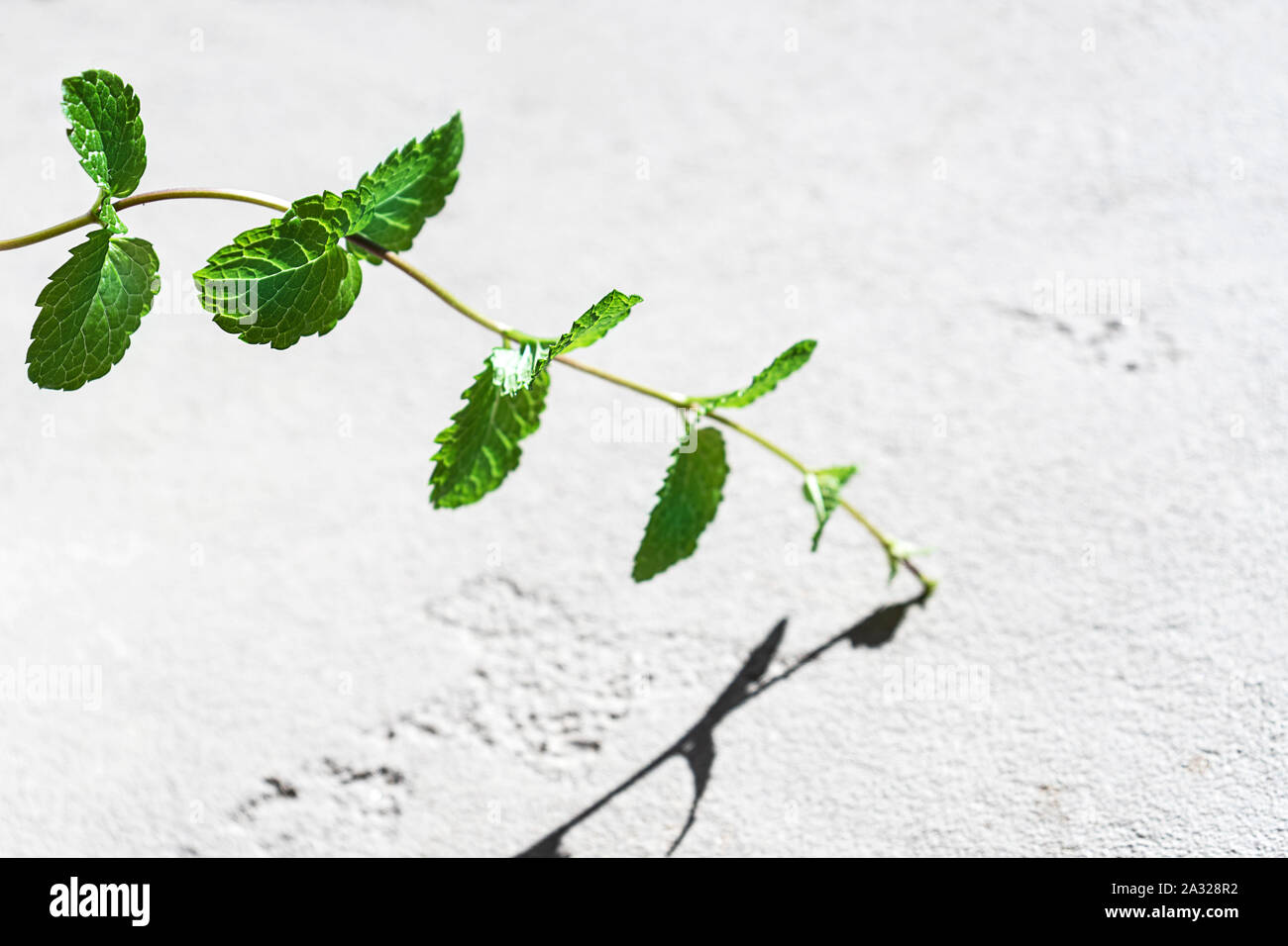 Fresh green mint or mentha leaves on gray color concrete background with shadow. Flat lay, top view. Close up of peppermint. Stock Photo