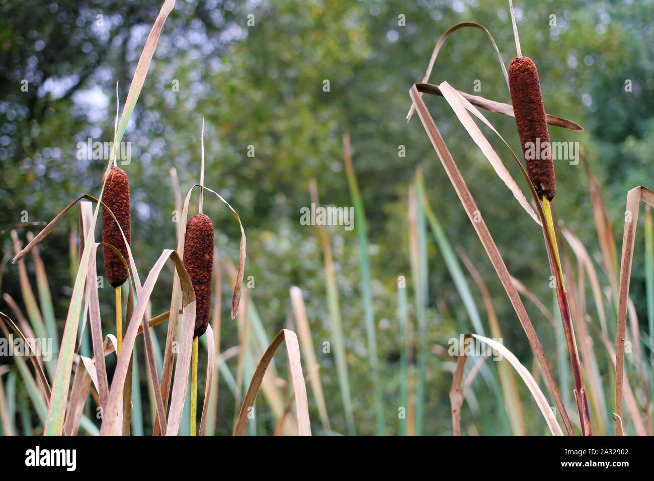 Reeds and rushes hires stock photography and images Alamy