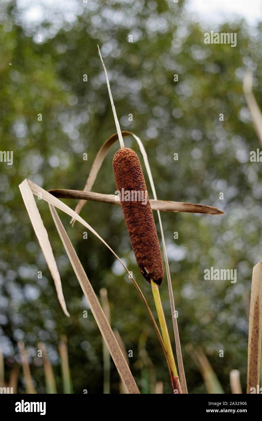 Reeds And Rushes High Resolution Stock Photography and Images Alamy
