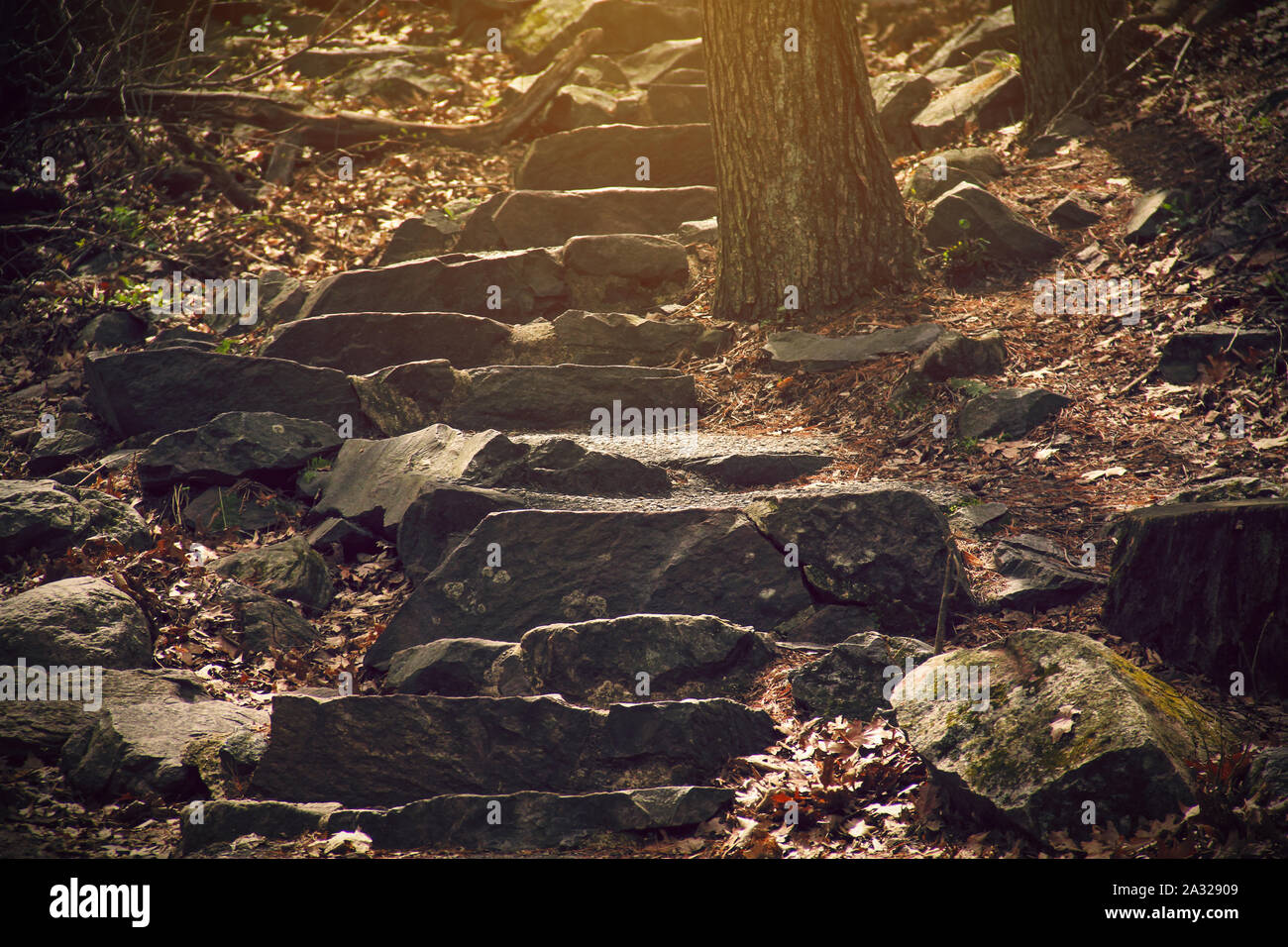 Sunlight illuminating stone steps on a forest trail Stock Photo