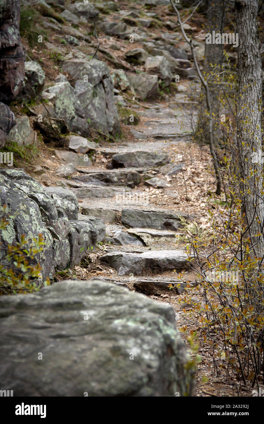 Stone steps on a trail in the forest Stock Photo