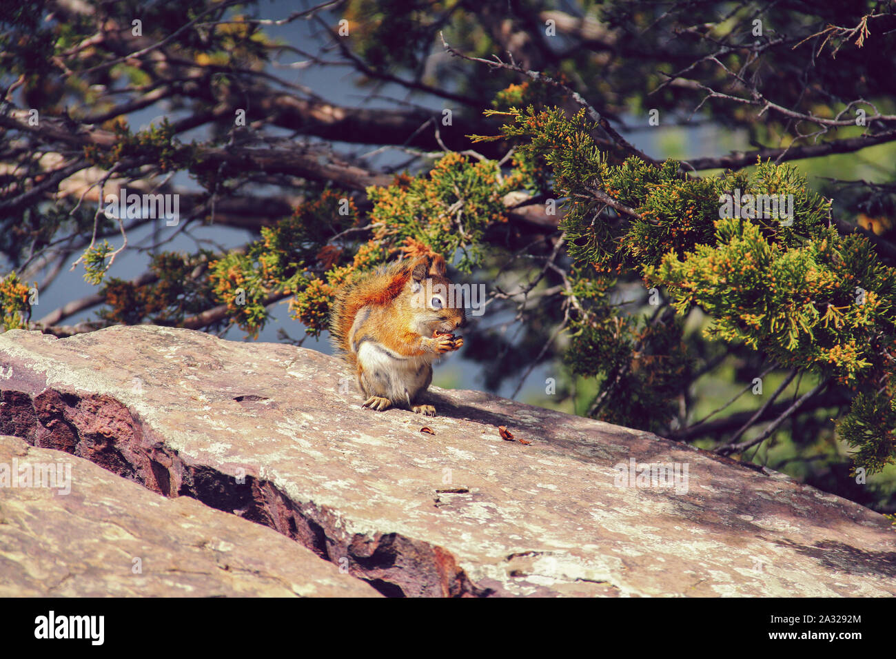 Chipmunk eating in the sun, sitting on a rock Stock Photo