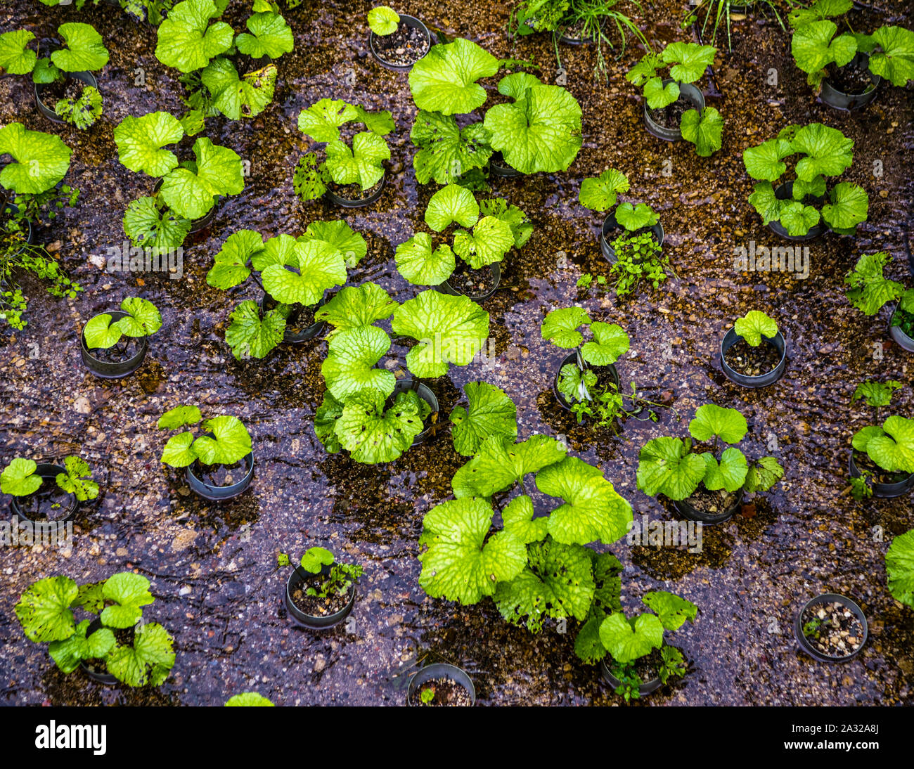 Young wasabi plants in growing pots. Wasabi grows very slowly. The stem of the wasabi is harvested. Until maturity takes two to three years Stock Photo