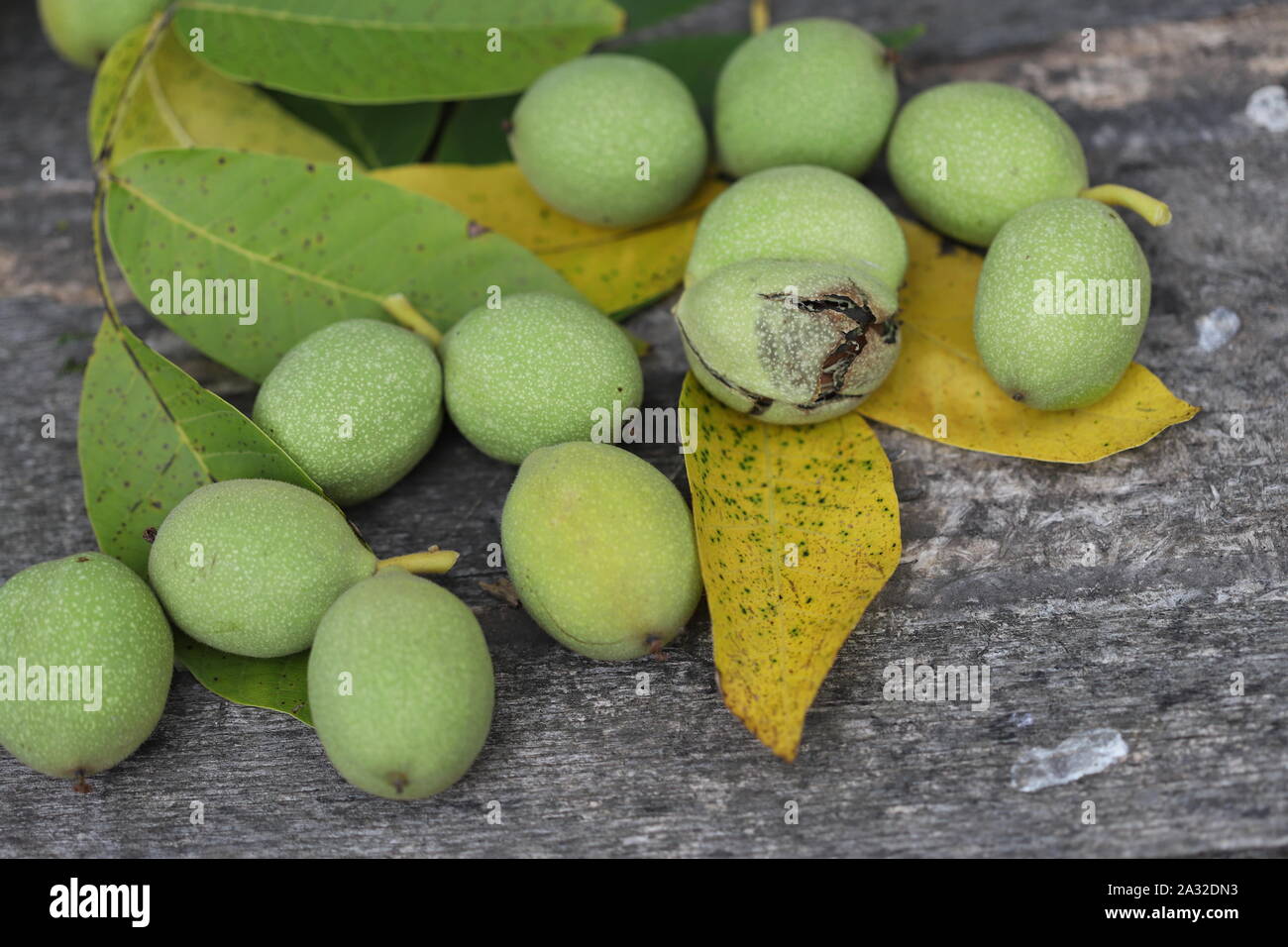 Walnuts plucked from a tree in a green shell. Harvest of walnuts. Selective focus. Macro. Stock Photo