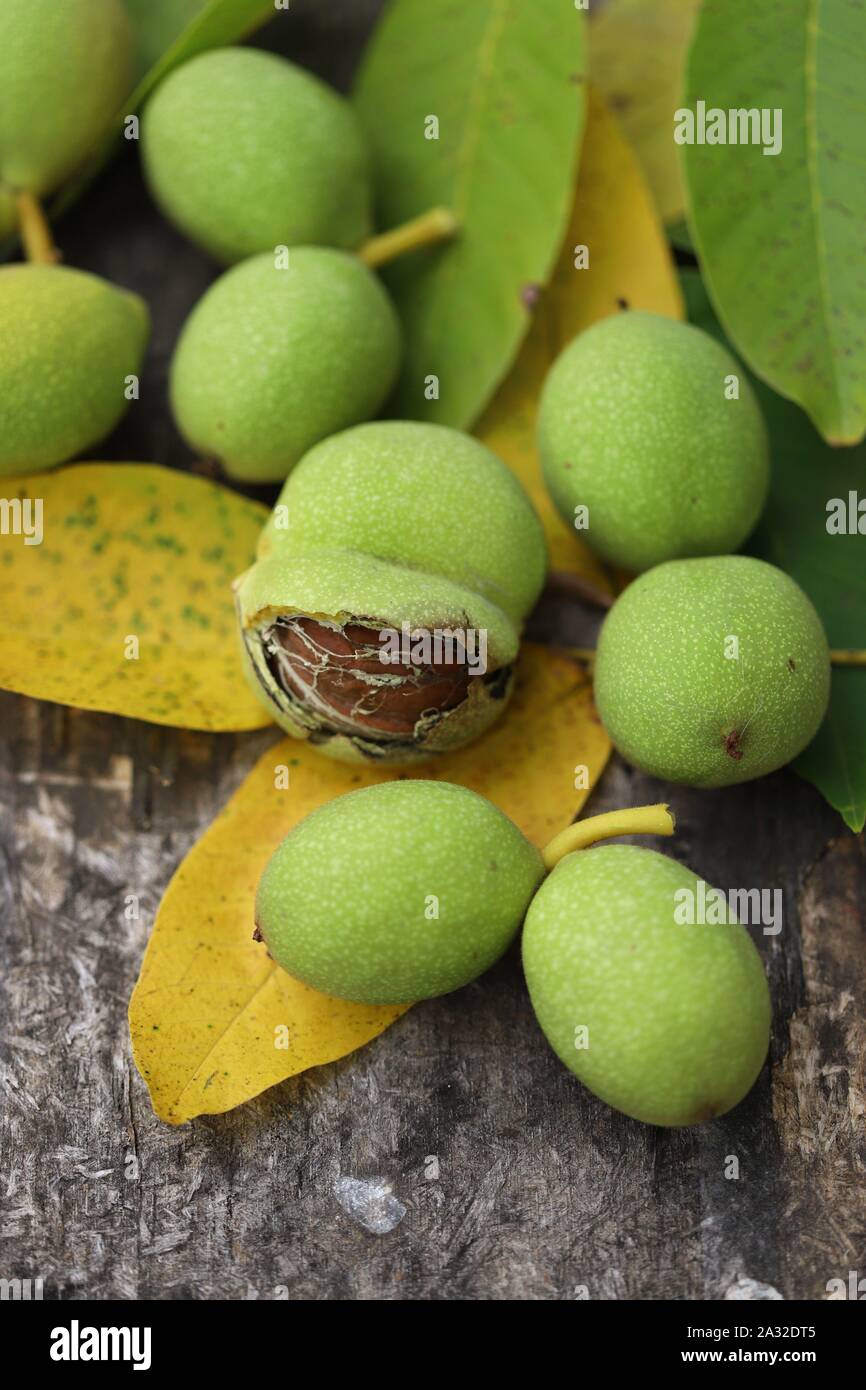 Walnuts plucked from a tree in a green shell. Harvest of walnuts. Selective focus. Macro. Stock Photo