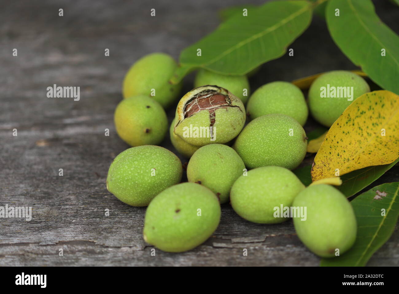 Walnuts plucked from a tree in a green shell. Harvest of walnuts. Selective focus. Macro. Stock Photo