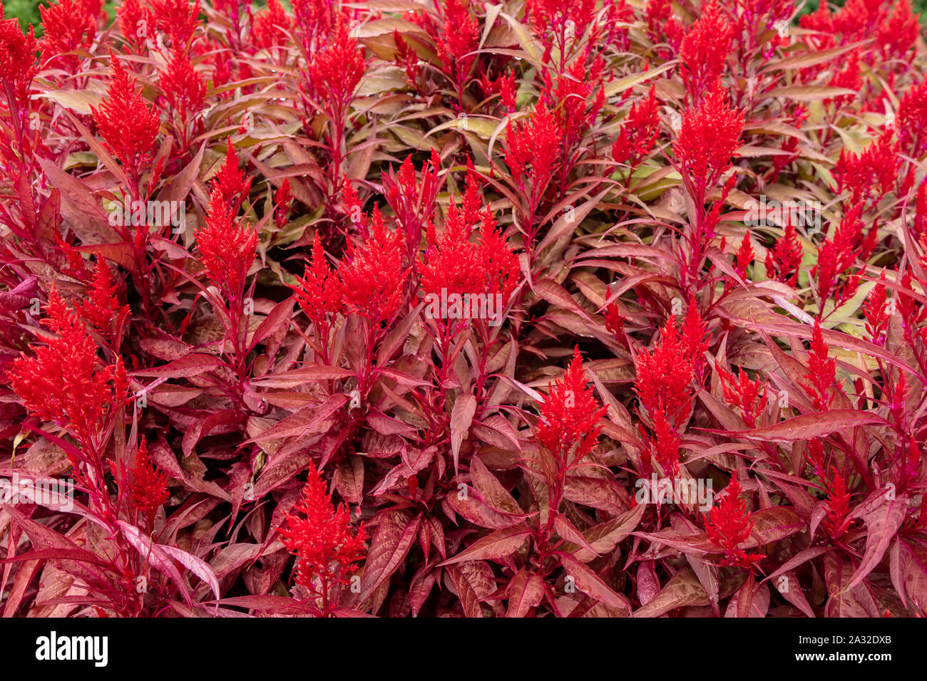 Background of bright red Celosia Dragon's Breath annual flowering plant with flame-like flower heads. Stock Photo