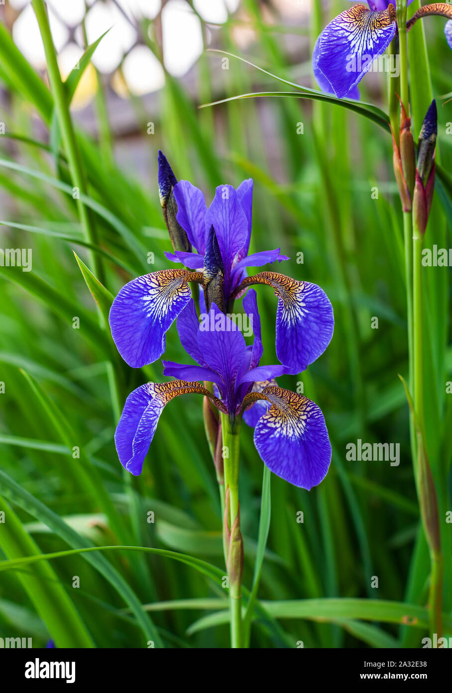 Close-up of blue iris flowers Iris Sibirica in a garden. Stock Photo