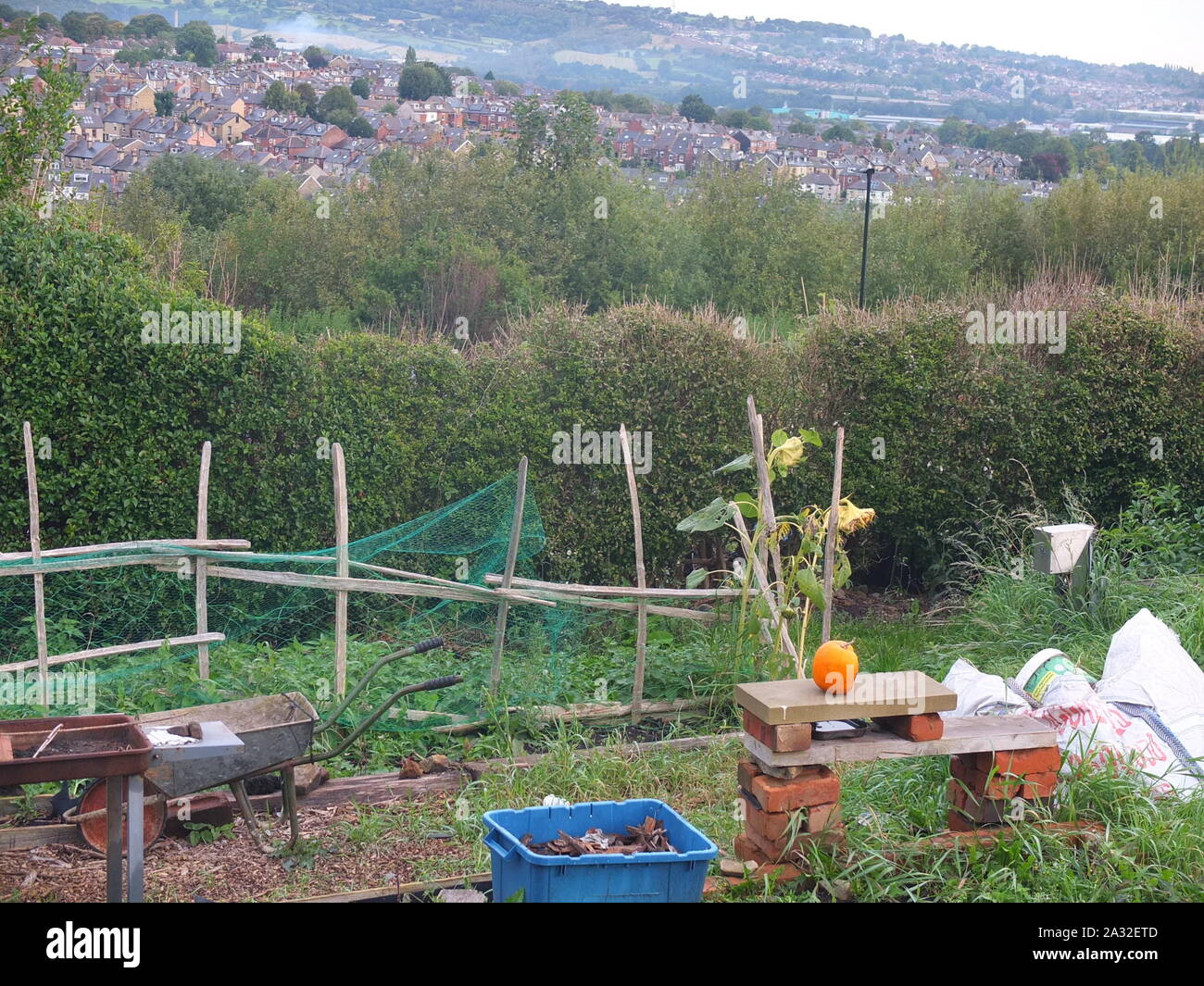 Urban UK allotments with city background on Autumn October morning prominent pumpkin for Halloween on display (Walkley Bank Allotments, Sheffield) Stock Photo