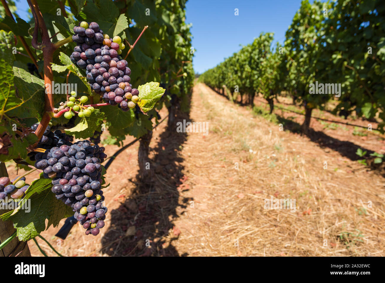 Red wine grapes growing on rows of vines at a Willamette Valley winery. Stock Photo