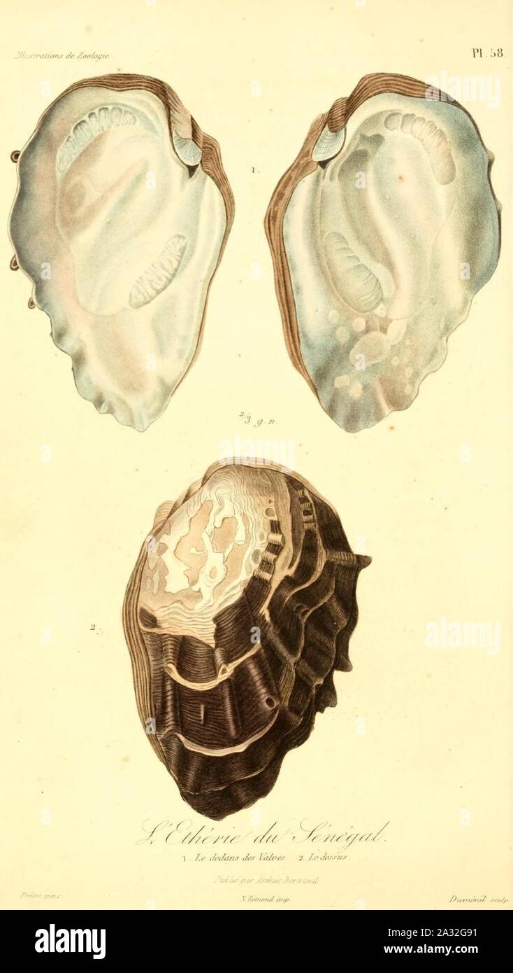 Etheria elliptica (1) 1831. Stock Photo