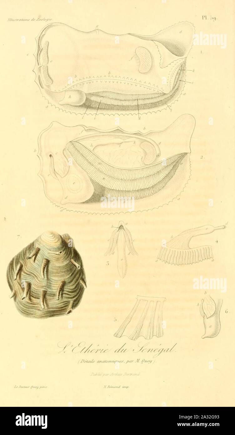 Etheria elliptica (2) 1831. Stock Photo