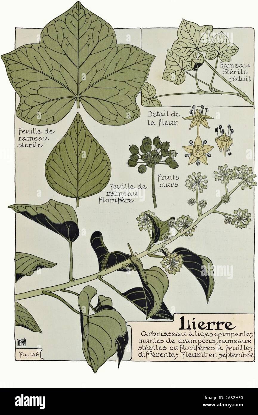 Etude De La Plante P 107 Fig 146 Lierre Stock Photo Alamy
