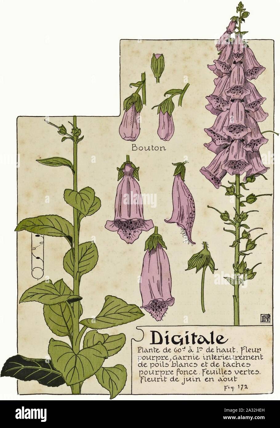 Etude de la plante - p.131 fig.172 - Digitale pourpre. Stock Photo