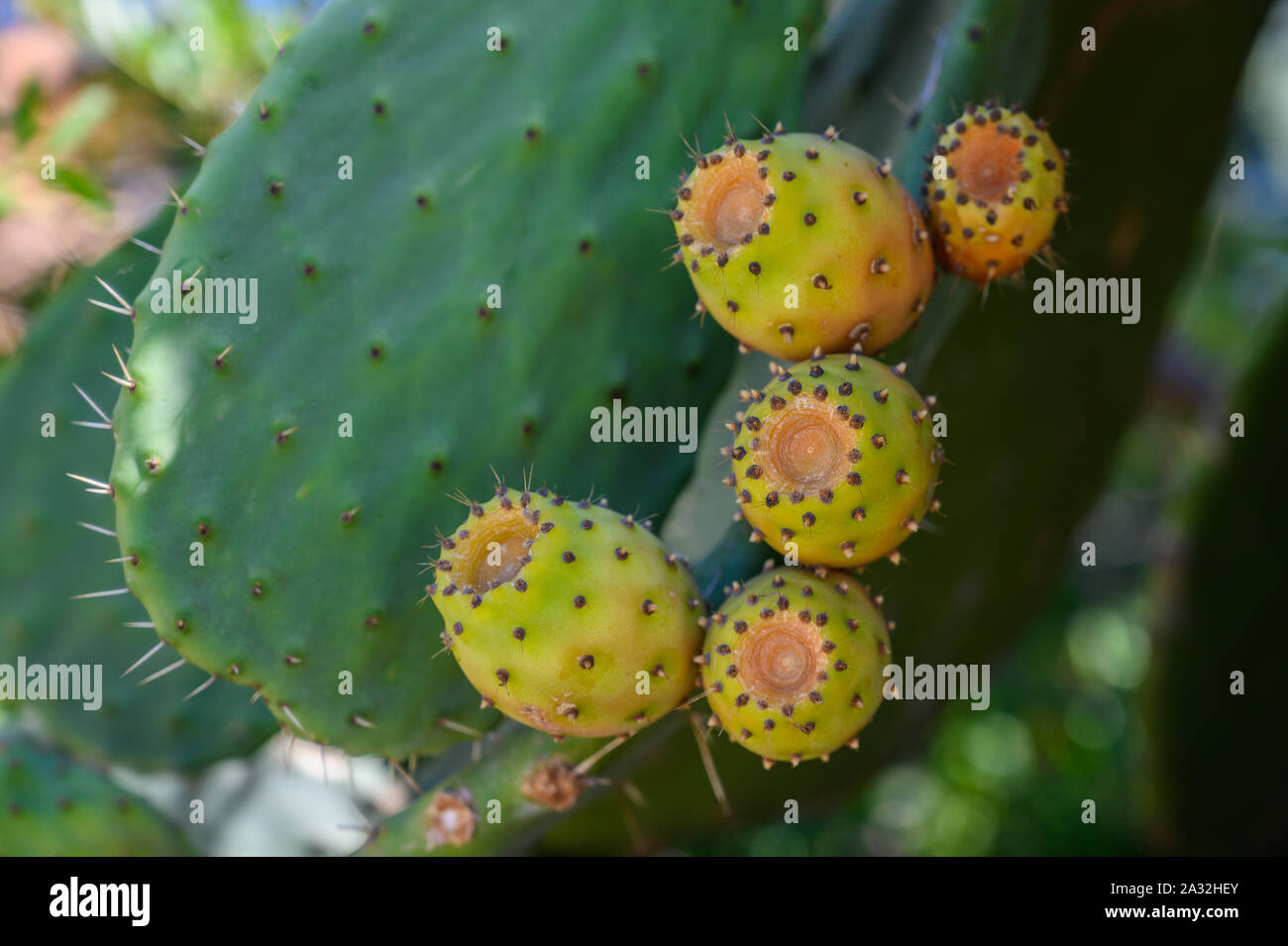 Prickly pear fruits on leaves close-up selective focus Stock Photo