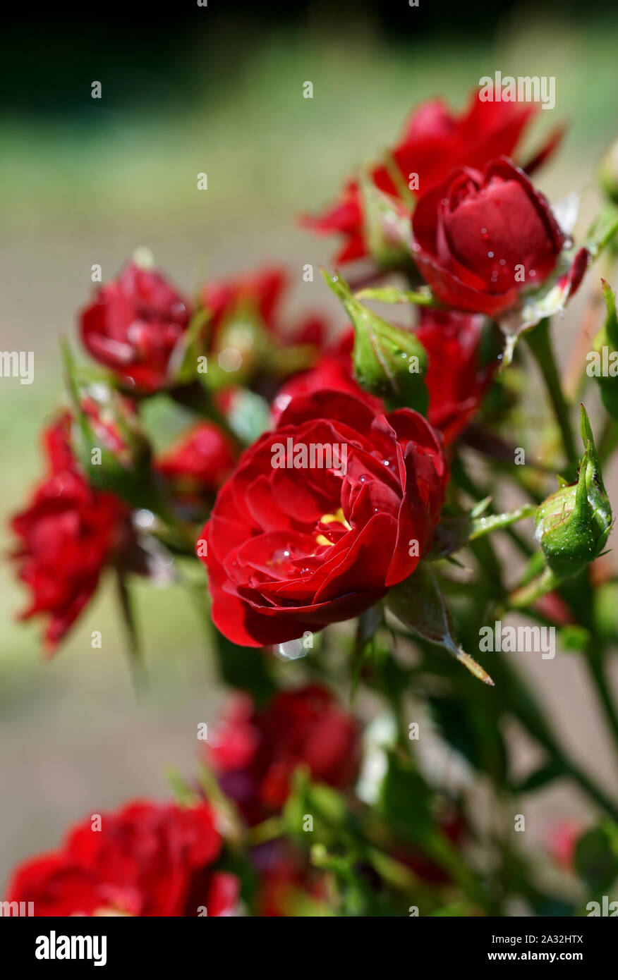 Wet roses hi-res stock photography and images - Alamy