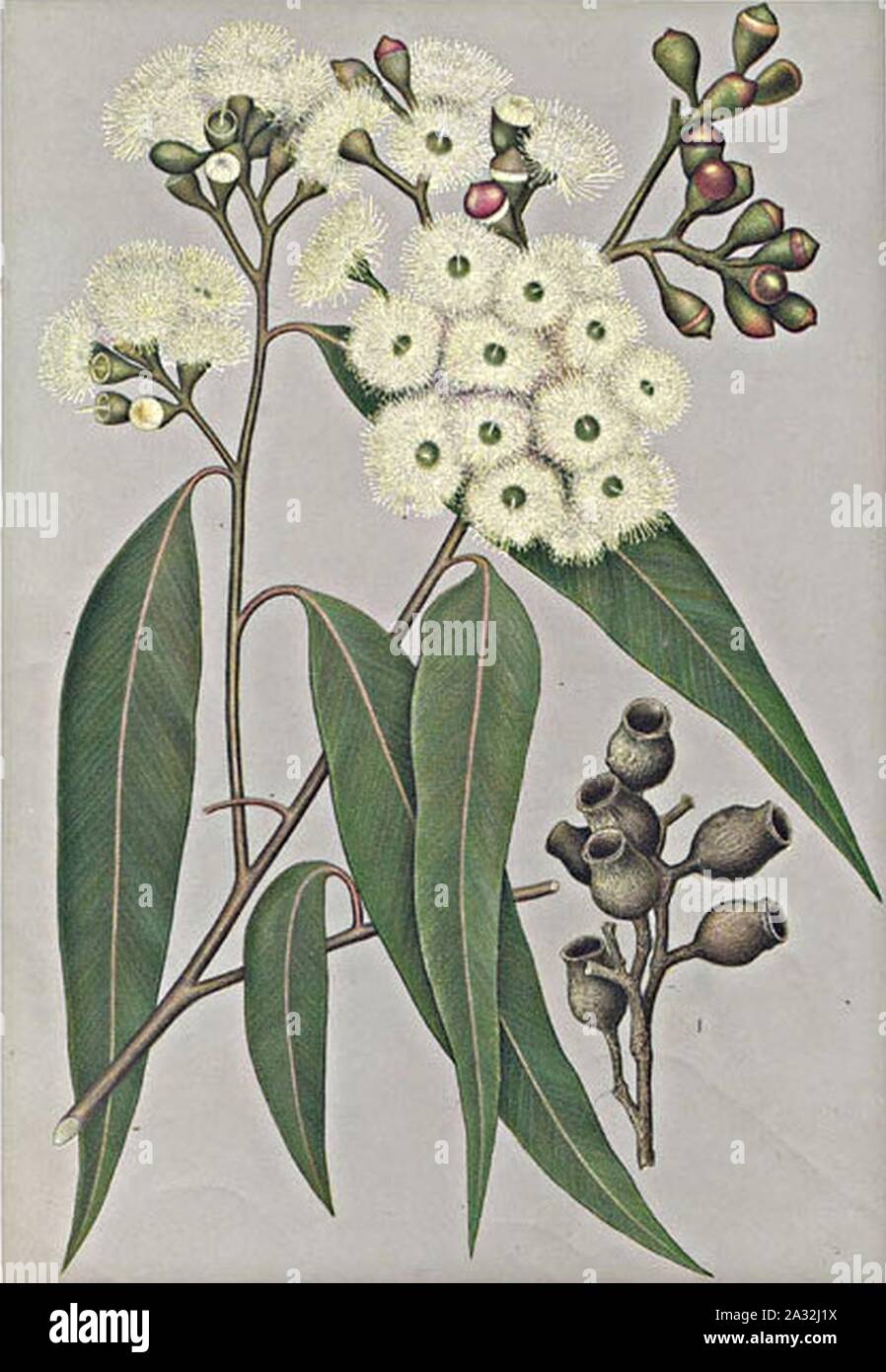 Eucalyptus maculata. Stock Photo