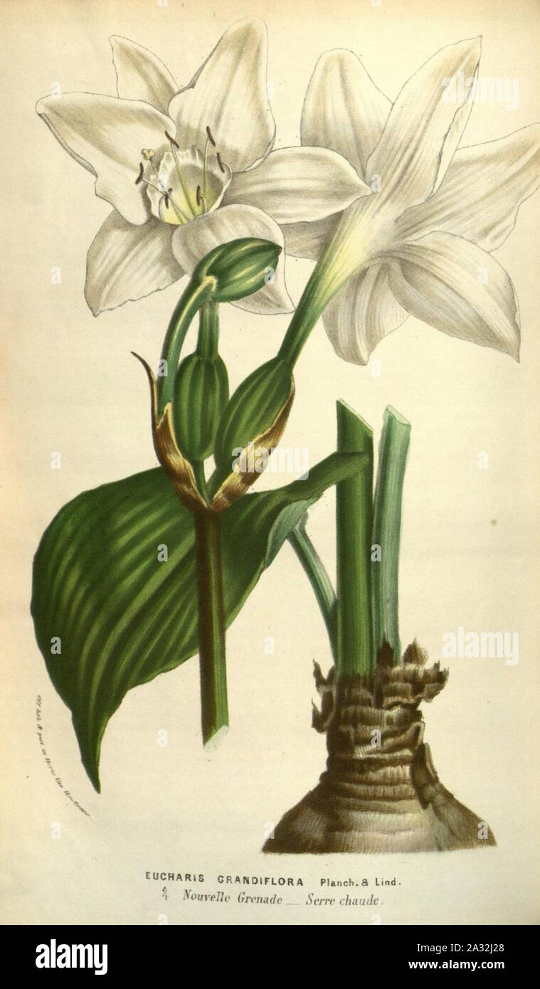 Eucharis × grandiflora. Stock Photo
