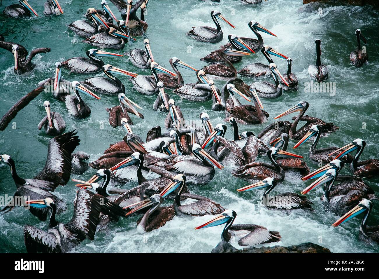 A large group of pelicans in the Pacific Ocean at the coast of Chile Stock Photo