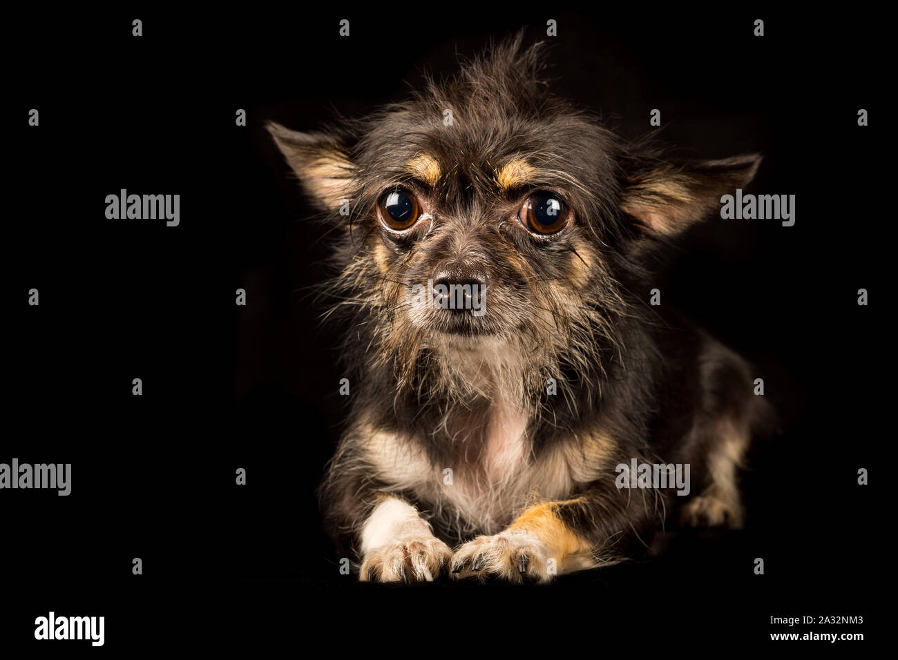 Chihuahua Yorkshire Terrier mongrel, sweet dog on black background Stock Photo