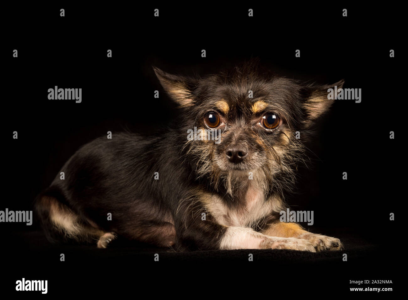 Chihuahua Yorkshire Terrier mongrel, sweet dog on black background Stock Photo