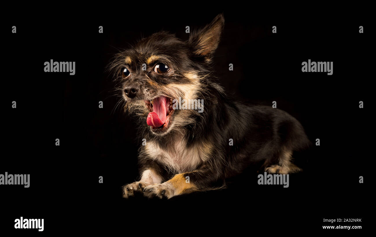 Chihuahua Yorkshire Terrier mongrel, sweet dog on black background Stock Photo