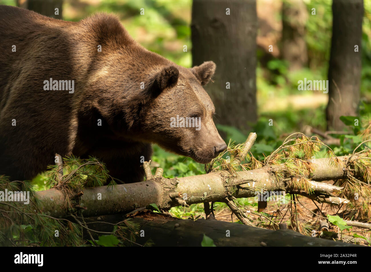 Forest Habitat High Resolution Stock Photography And Images Alamy