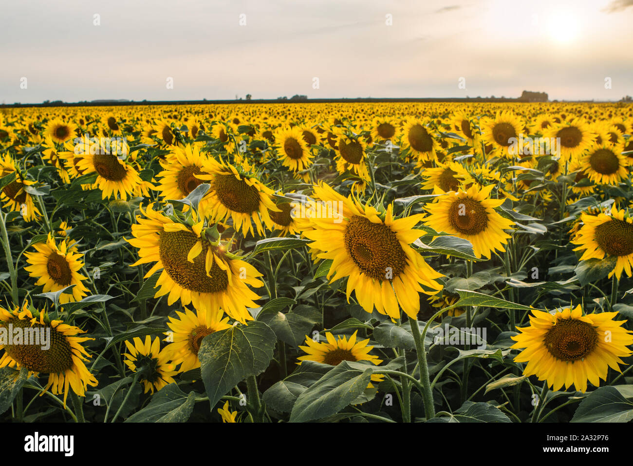 Field of sunflowers in a rural landscape Stock Photo Alamy