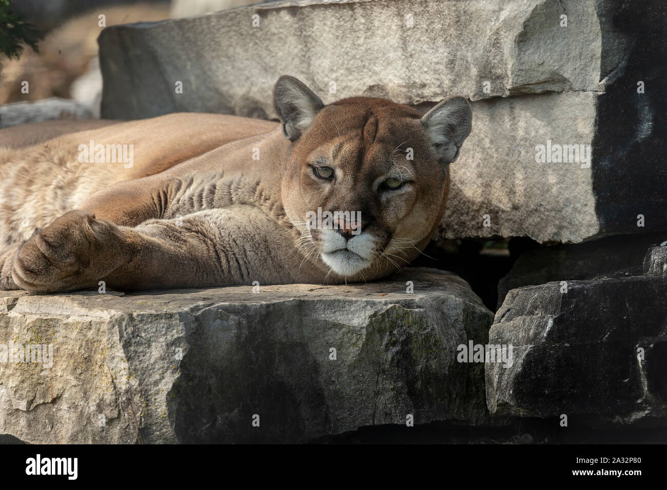 Wild Cougar Puma concolor native American animal known as puma mountain lion red tiger or catamount. Cougar on rock ledge.Fatal attacks on humans Stock Photo Alamy