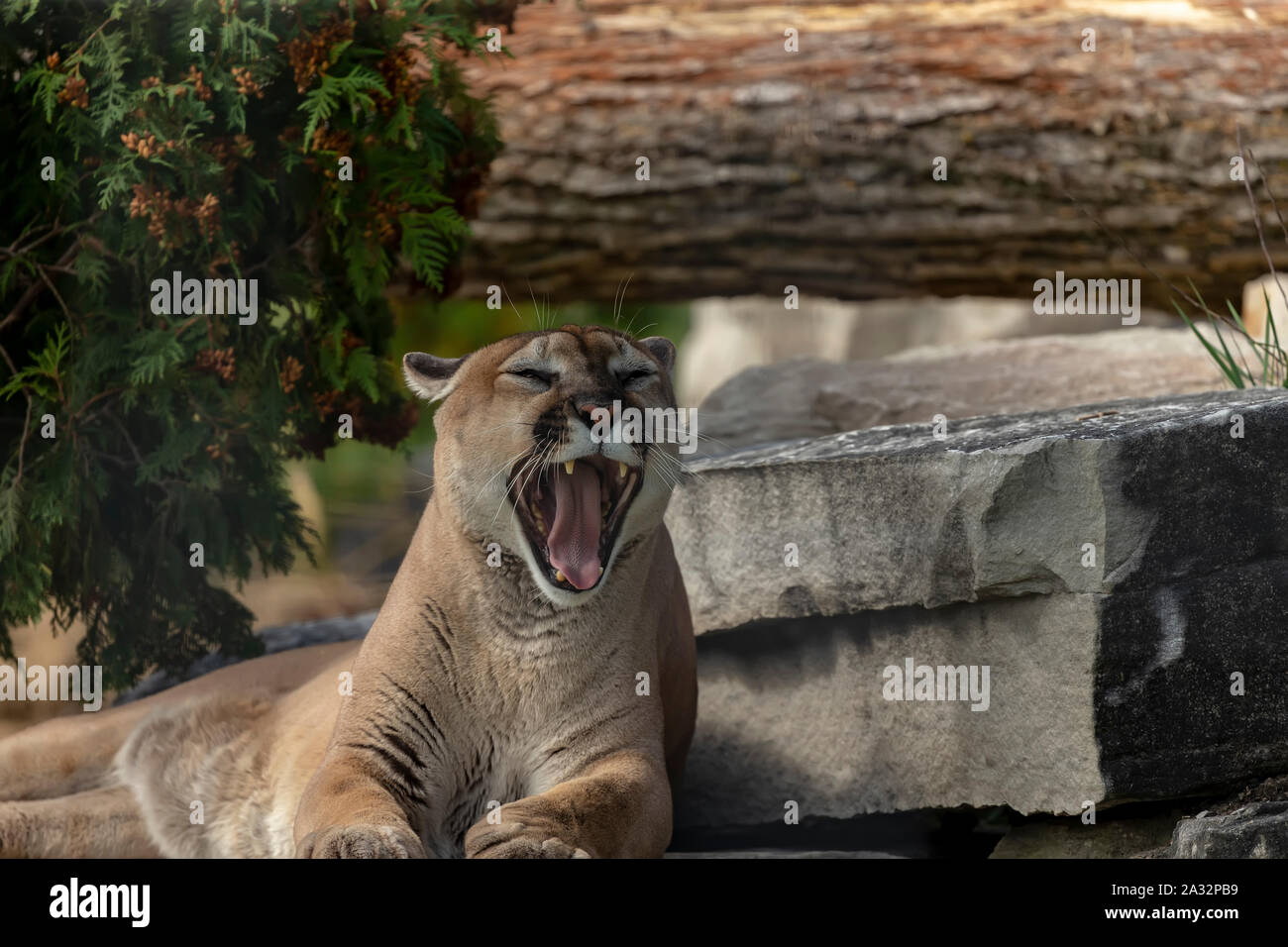 Wild Cougar Puma concolor, native American animal known as puma, mountain  lion, red tiger or catamount. Cougar on rock ledge.Fatal attacks on humans  Stock Photo - Alamy