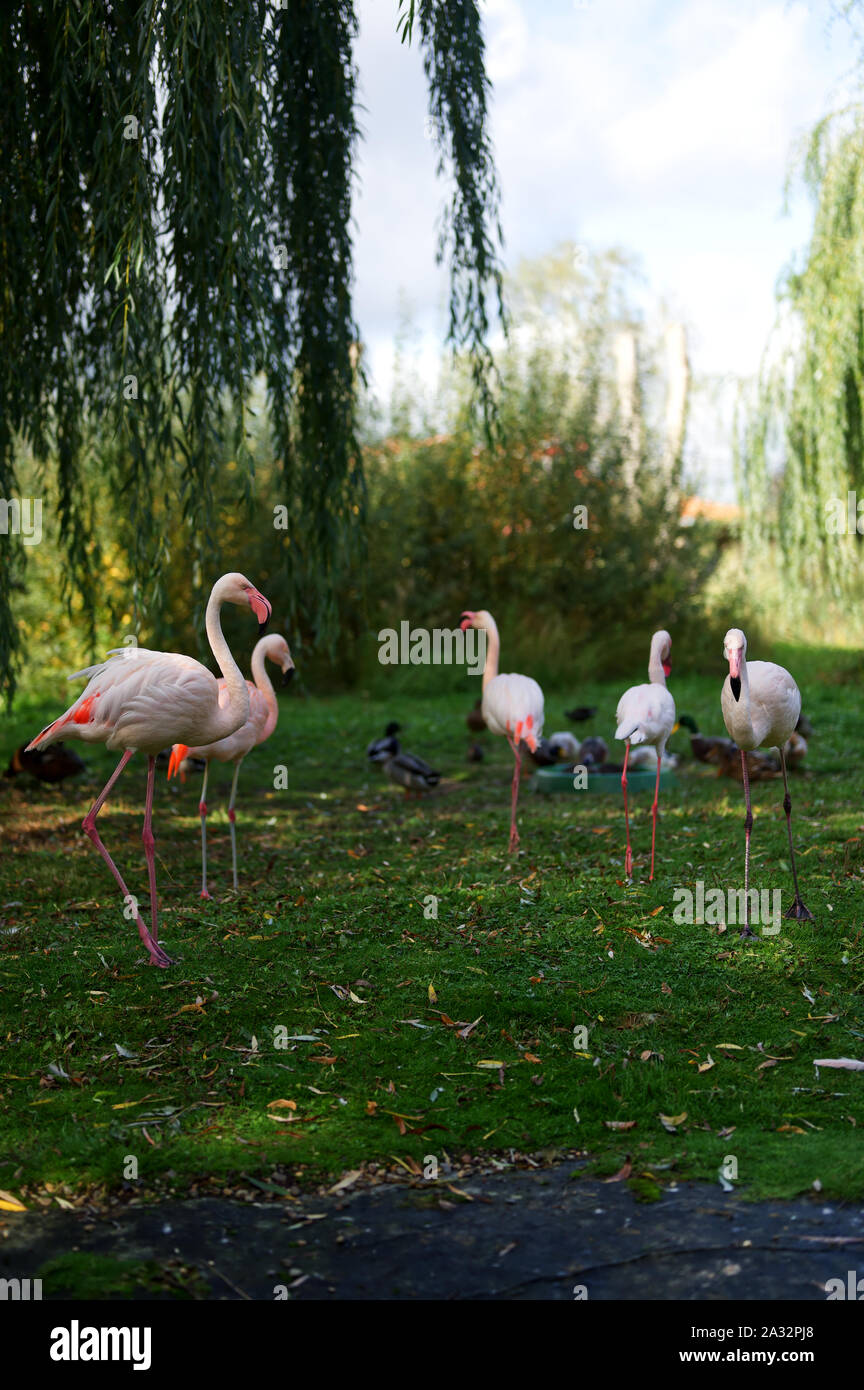 group of flamingos at a lake Stock Photo