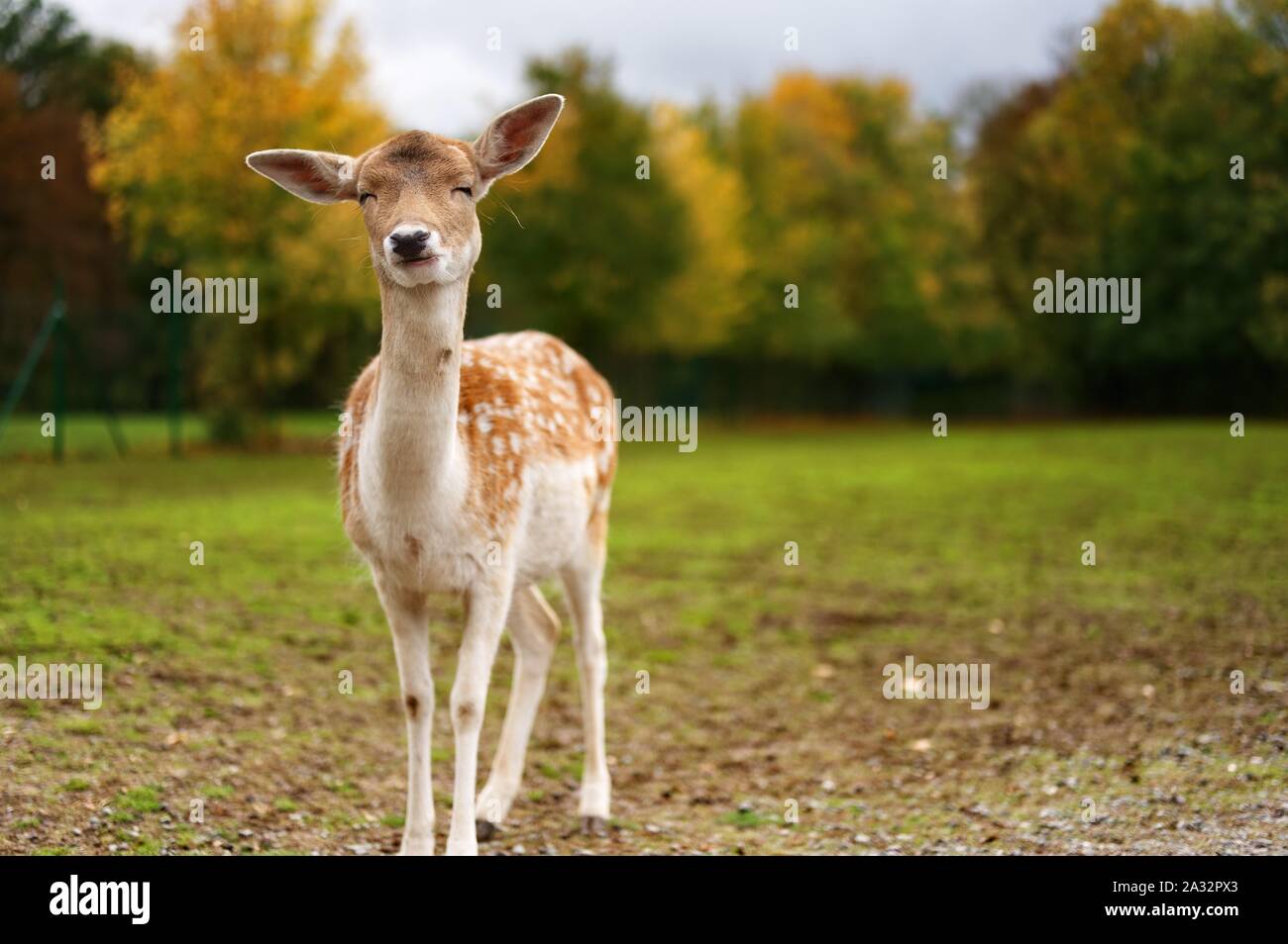 Deer Portrait on a field Stock Photo