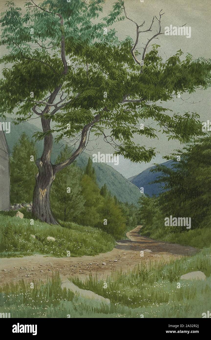 Elm Tree along Side Country Road by Henry Farrer. Stock Photo