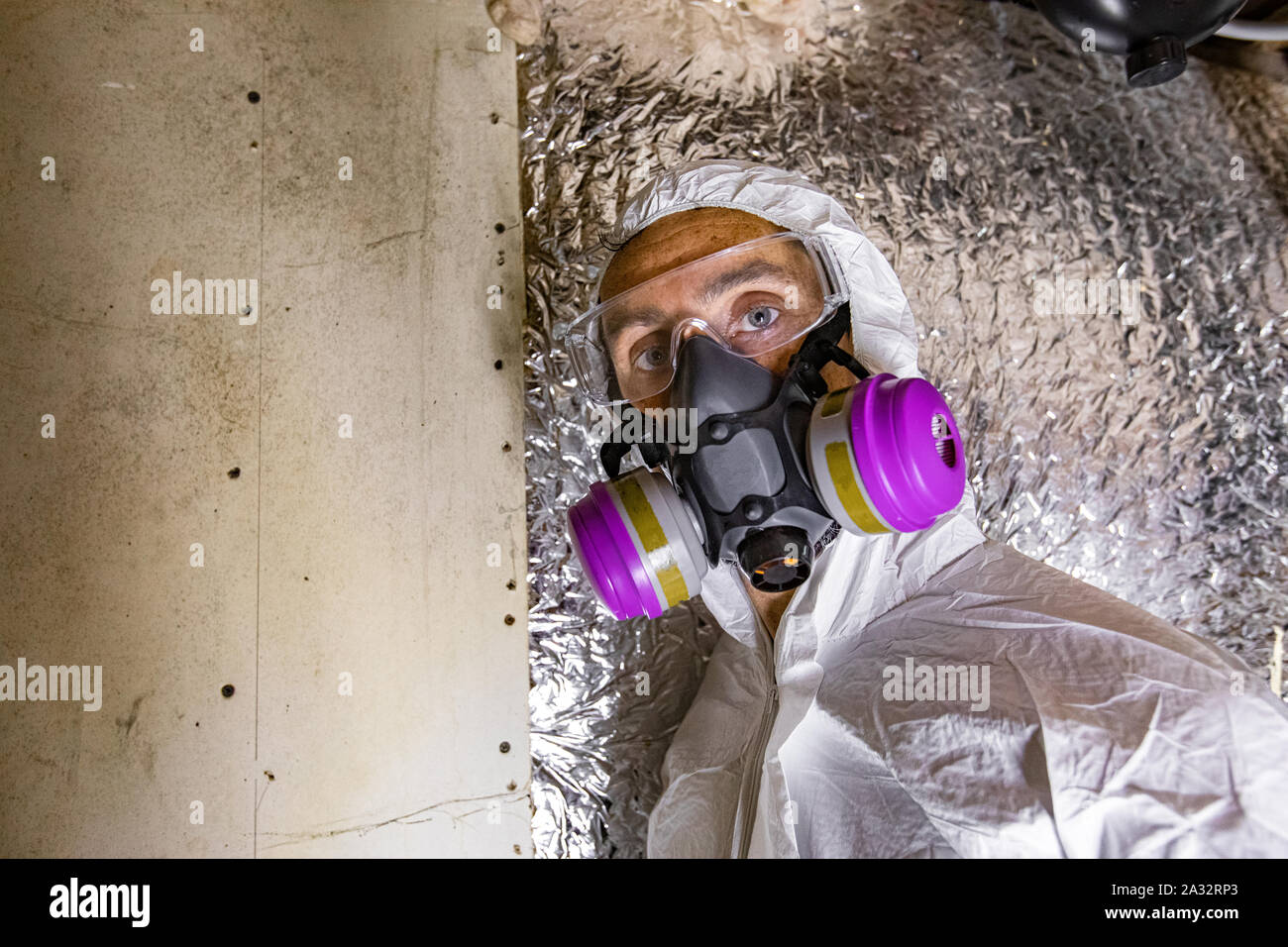 Aspergillus fumigatus hires stock photography and images Alamy