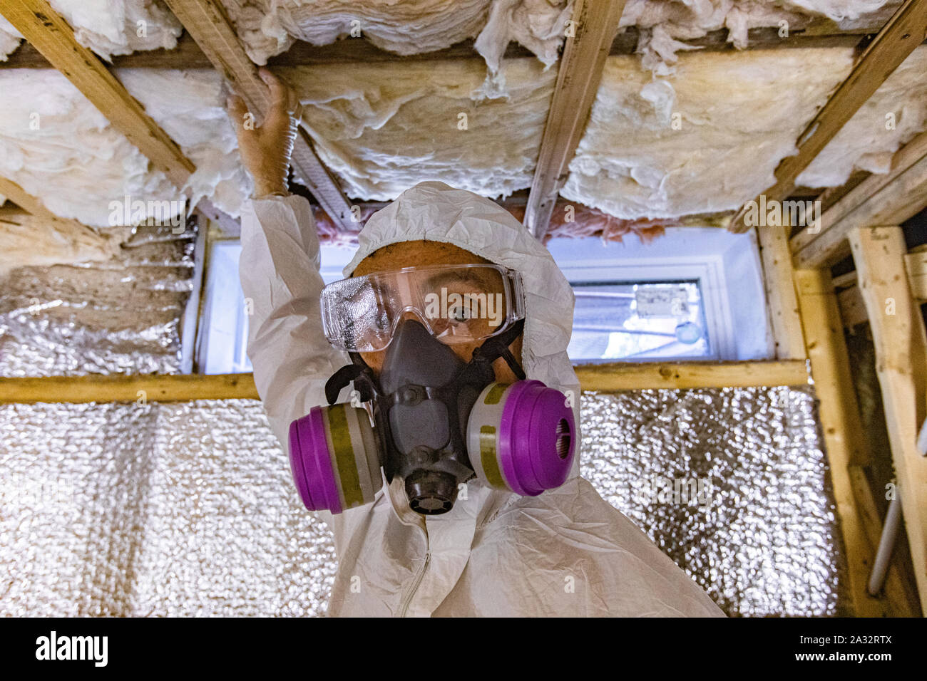 A close up view of a building inspector at work, checking insulation between floor joists and timber frame cavity walls, with copy space. Stock Photo