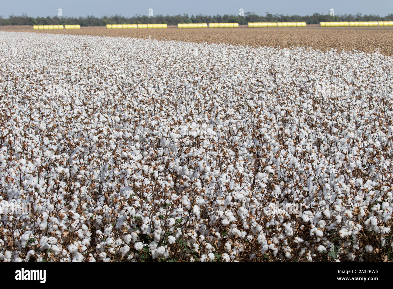 Cotton farming Western NSW Australia Stock Photo Alamy