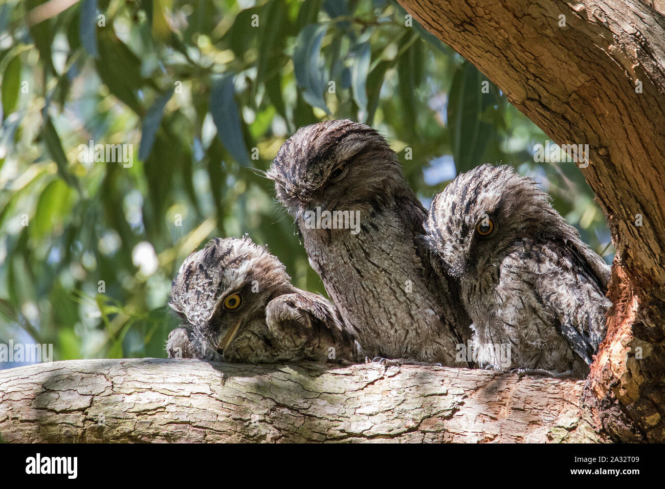 Tawny Frogmouths resting on tree branch by day Stock Photo