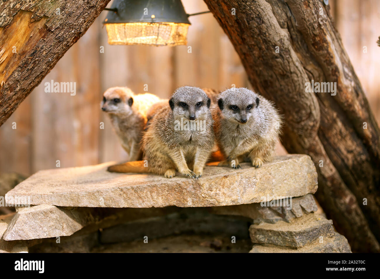 group of meerkat on a sunny day Stock Photo