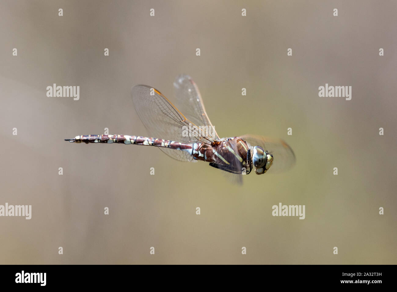 Hawker Insect Blue Spotted Hawker Dragonfly in flight Stock Photo - Alamy